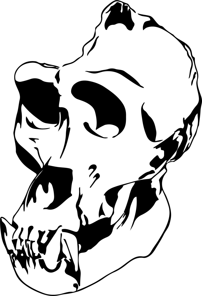PNG Gorilla Skull drawn in digital format. Image has a transparent background.